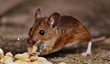 24 Hour & Emergency Exterminators in Havasu Lake, CA